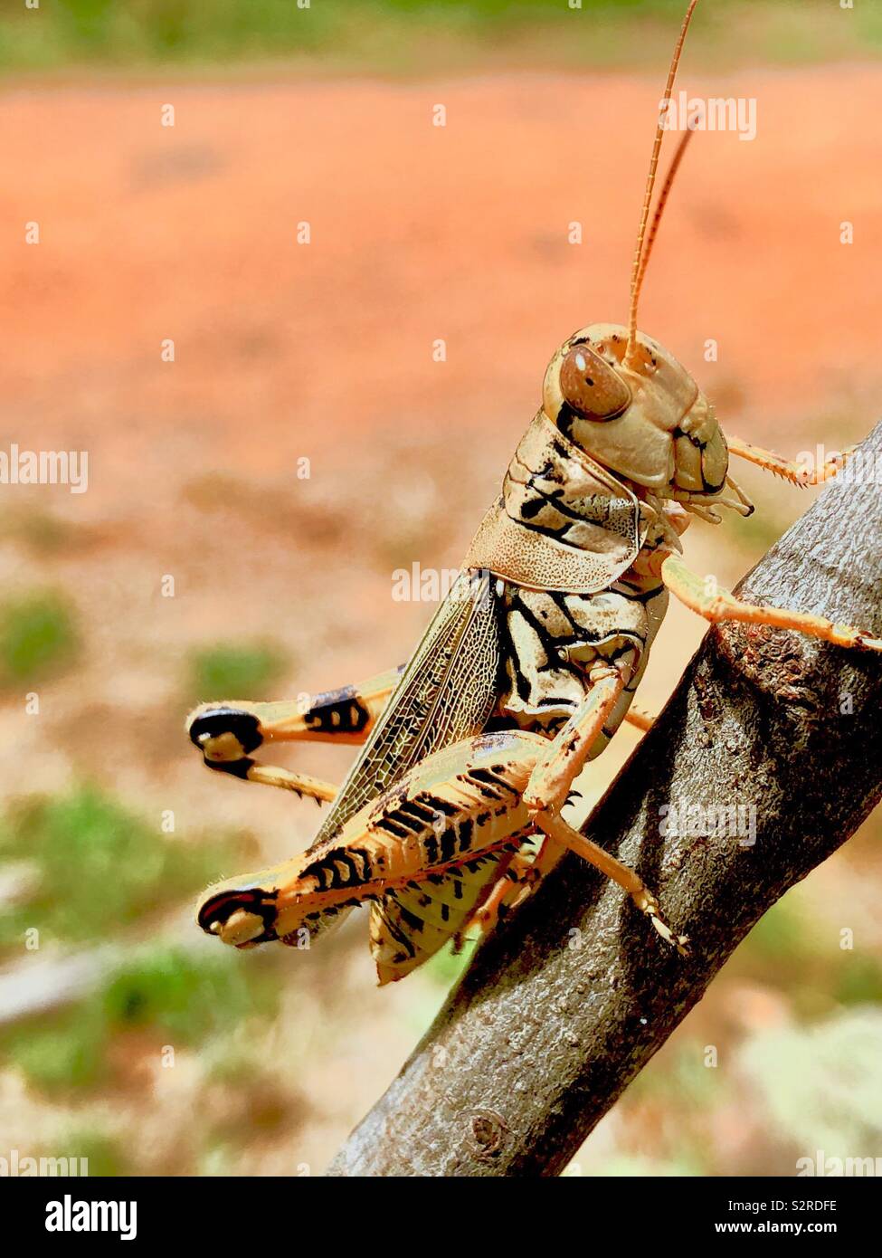 Texas locust Stock Photo Alamy
