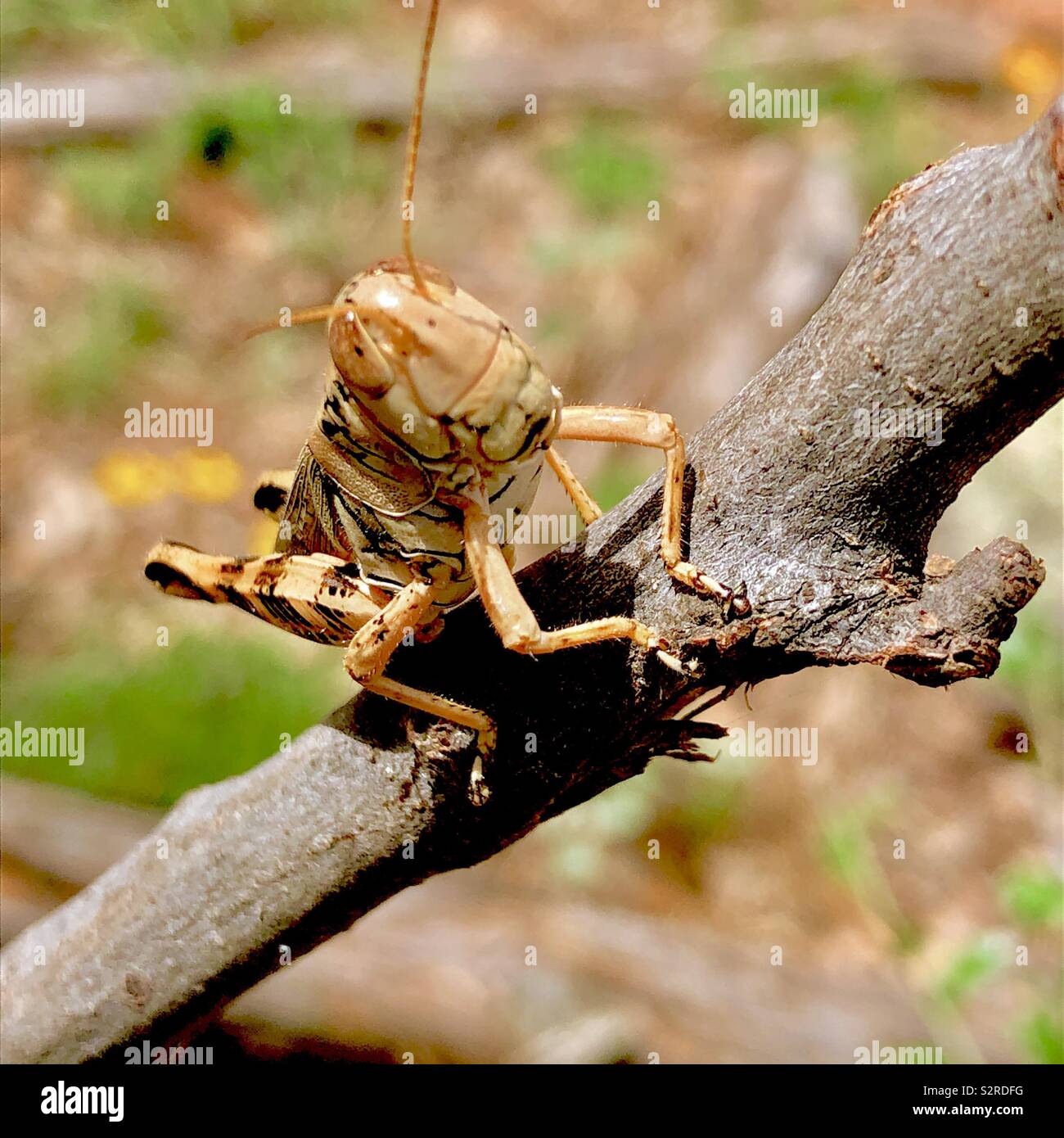 Texas locust grasshopper Stock Photo