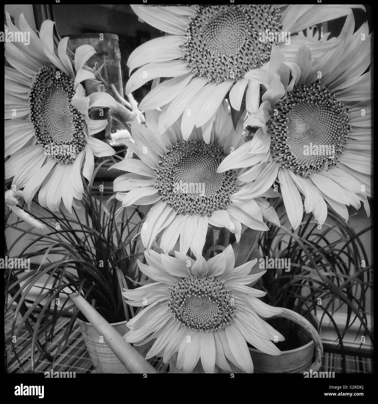 Black and white sunflowers hires stock photography and images Alamy