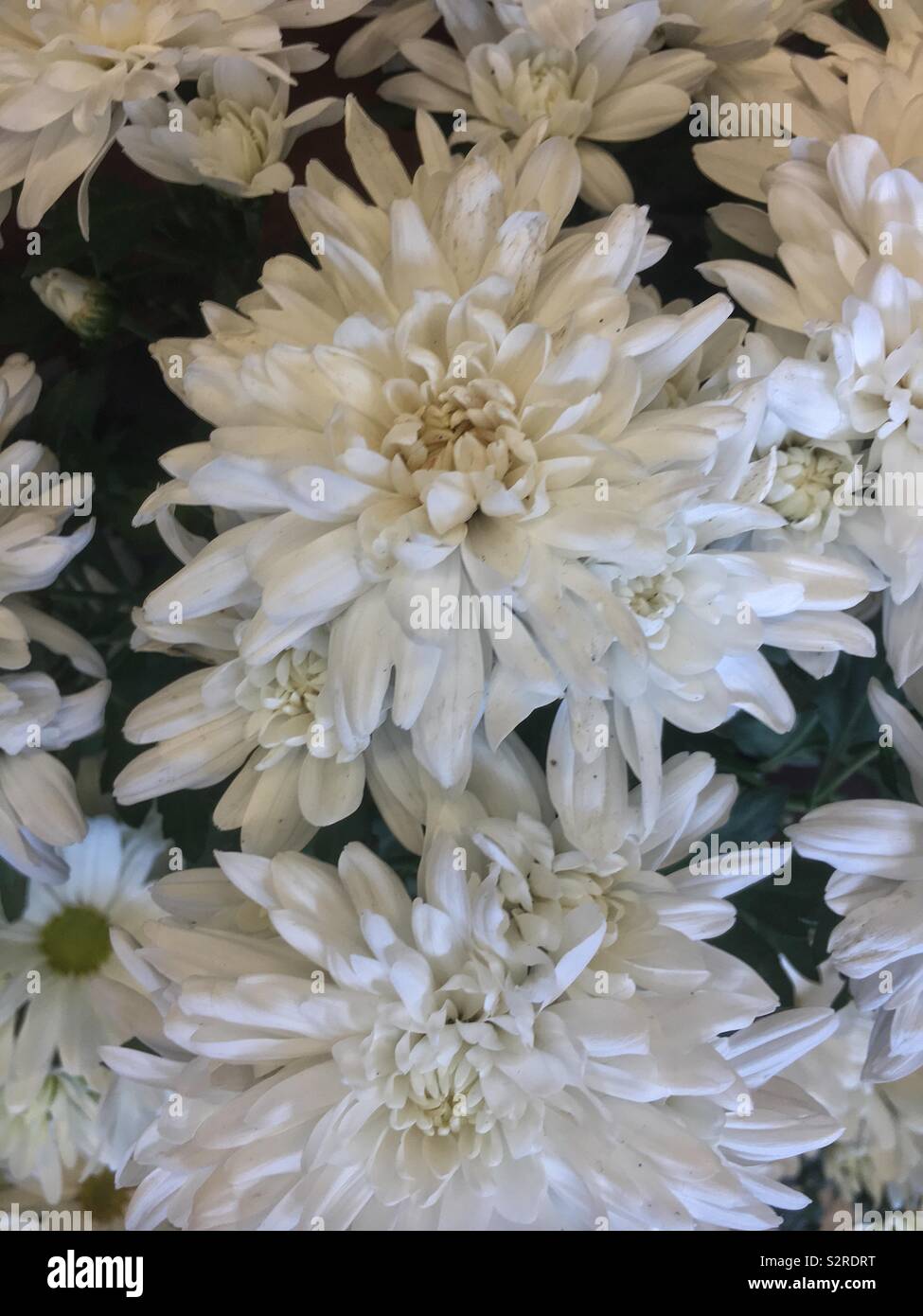 White chrysanthemums hi-res stock photography and images - Alamy