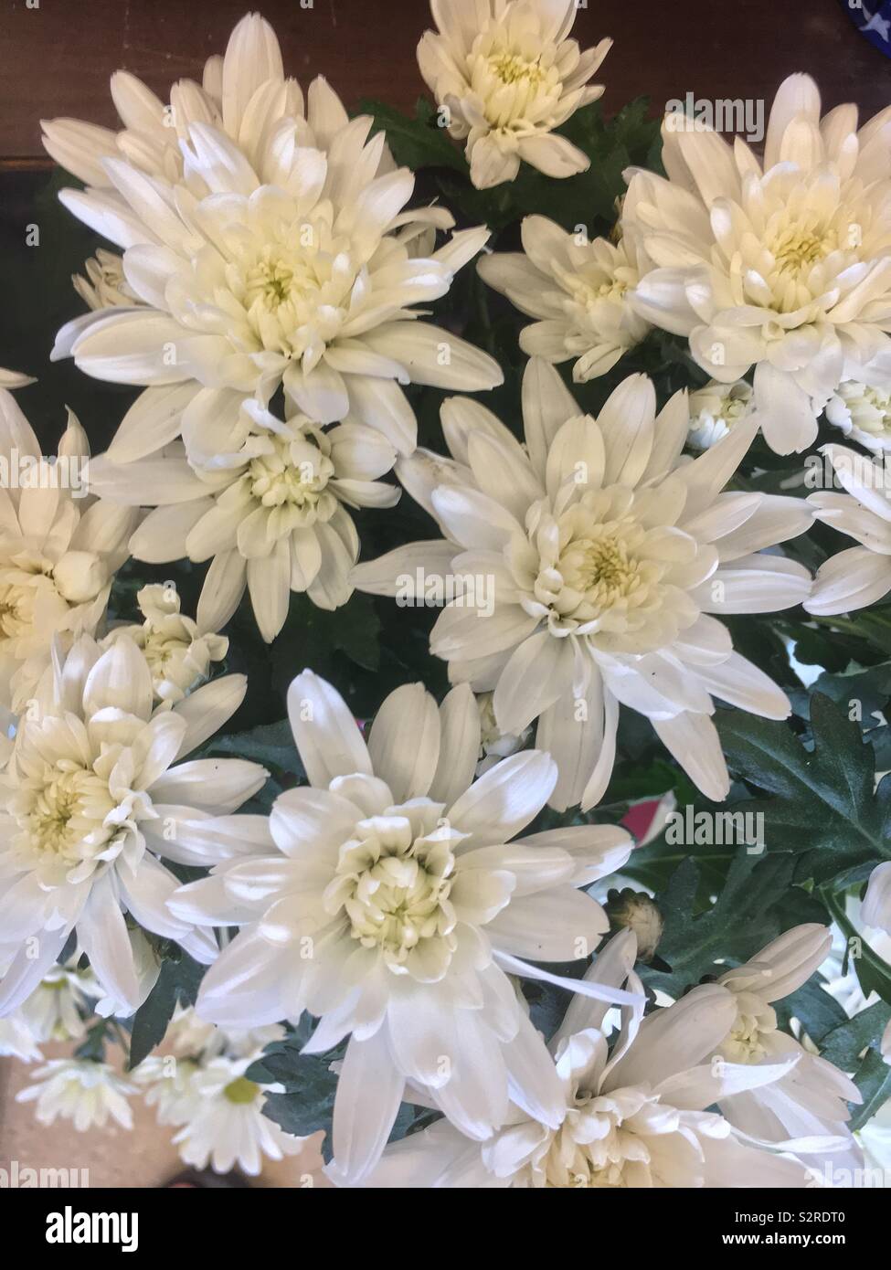 White chrysanthemums in full bloom Stock Photo