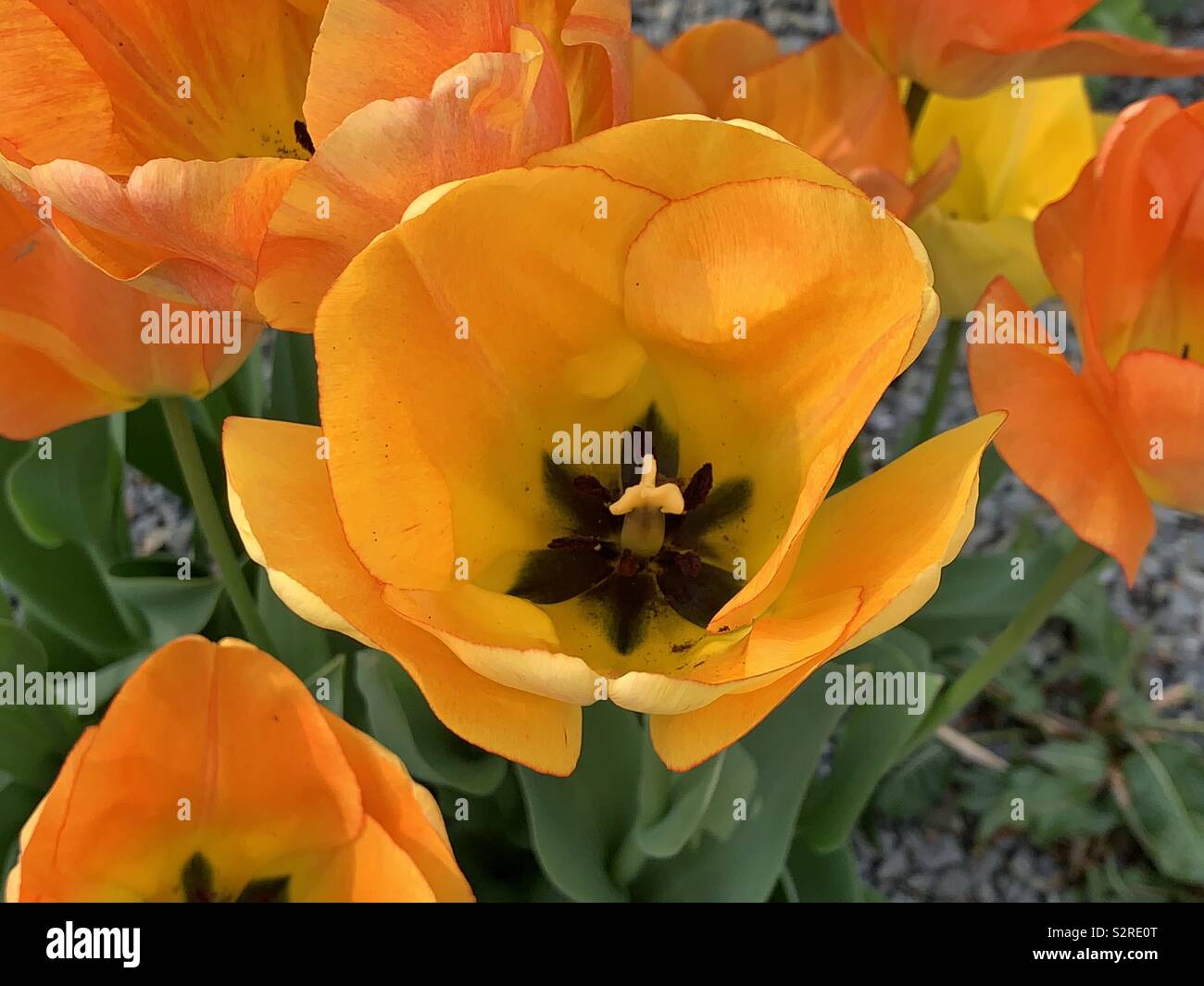 Orange Flowers Stock Photo