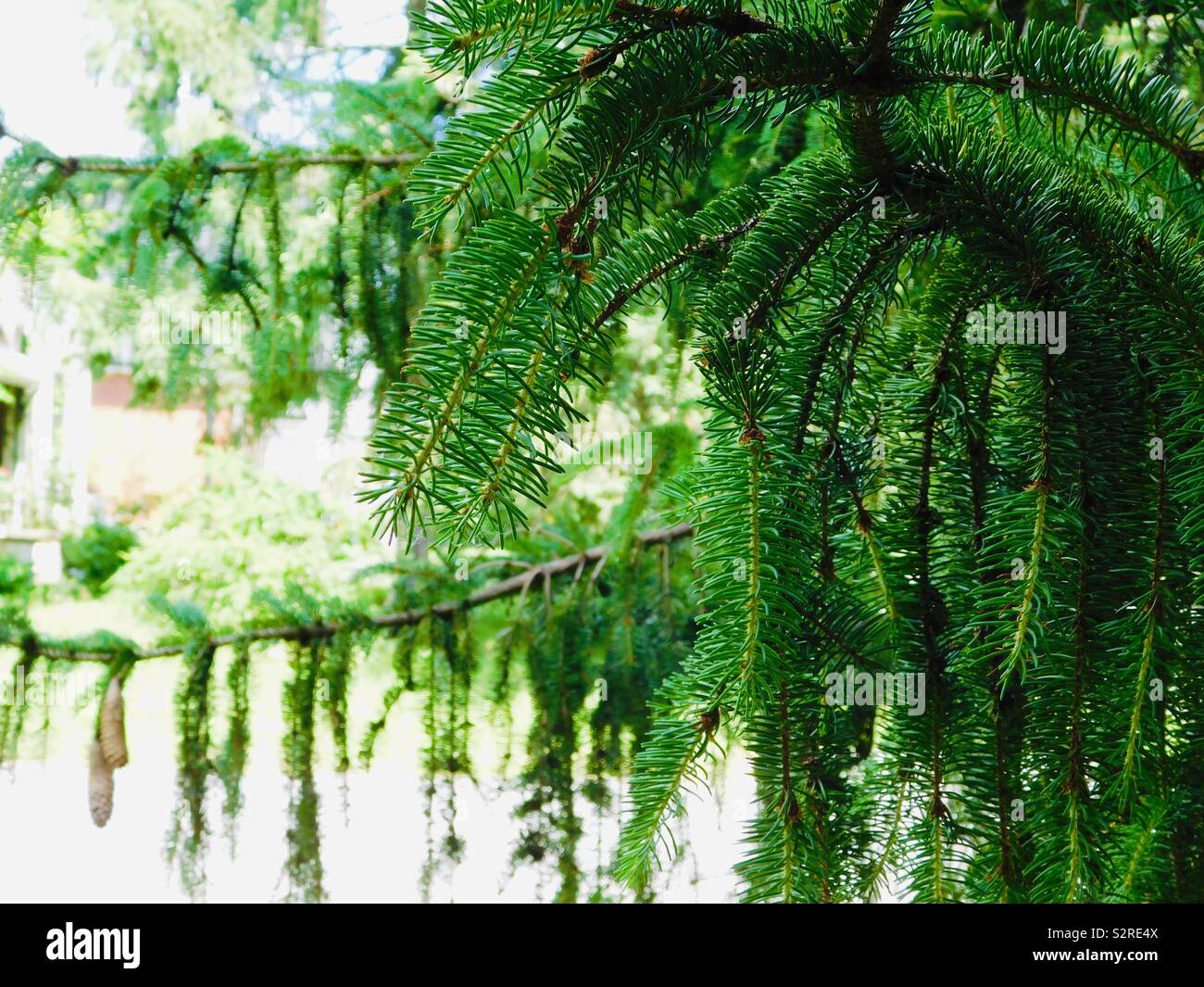 Needle Like Leaves High Resolution Stock Photography and Images Alamy