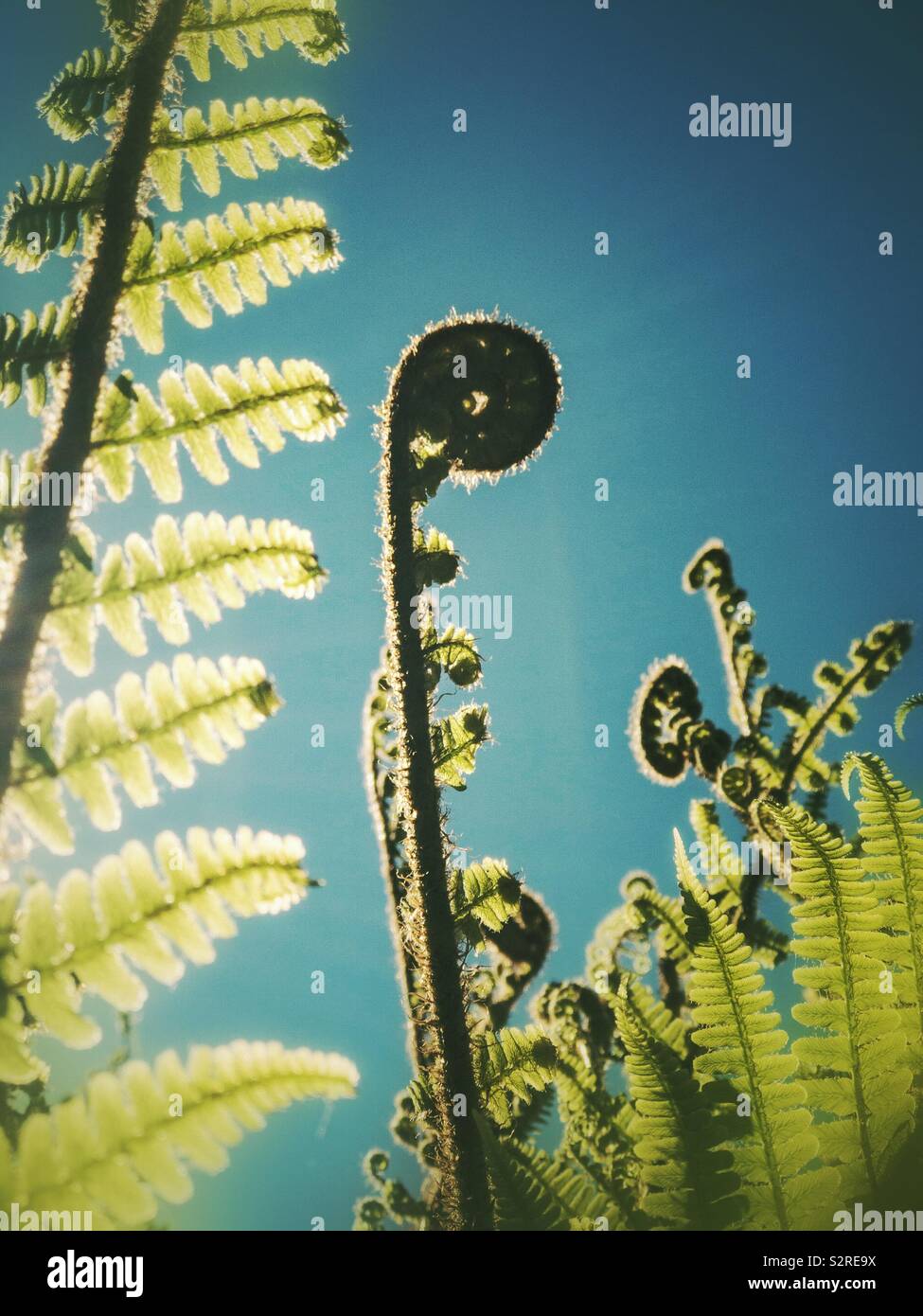 Fern fronds against the sky. Stock Photo