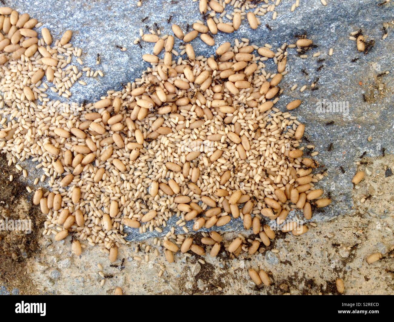 Larvae and Pupae Ants - Smartphone Captured Stock Image