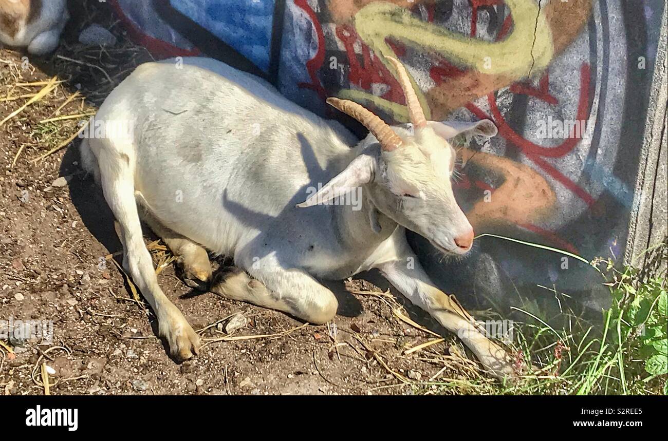 Purdown Street goats - Smartphone Captured Stock Image