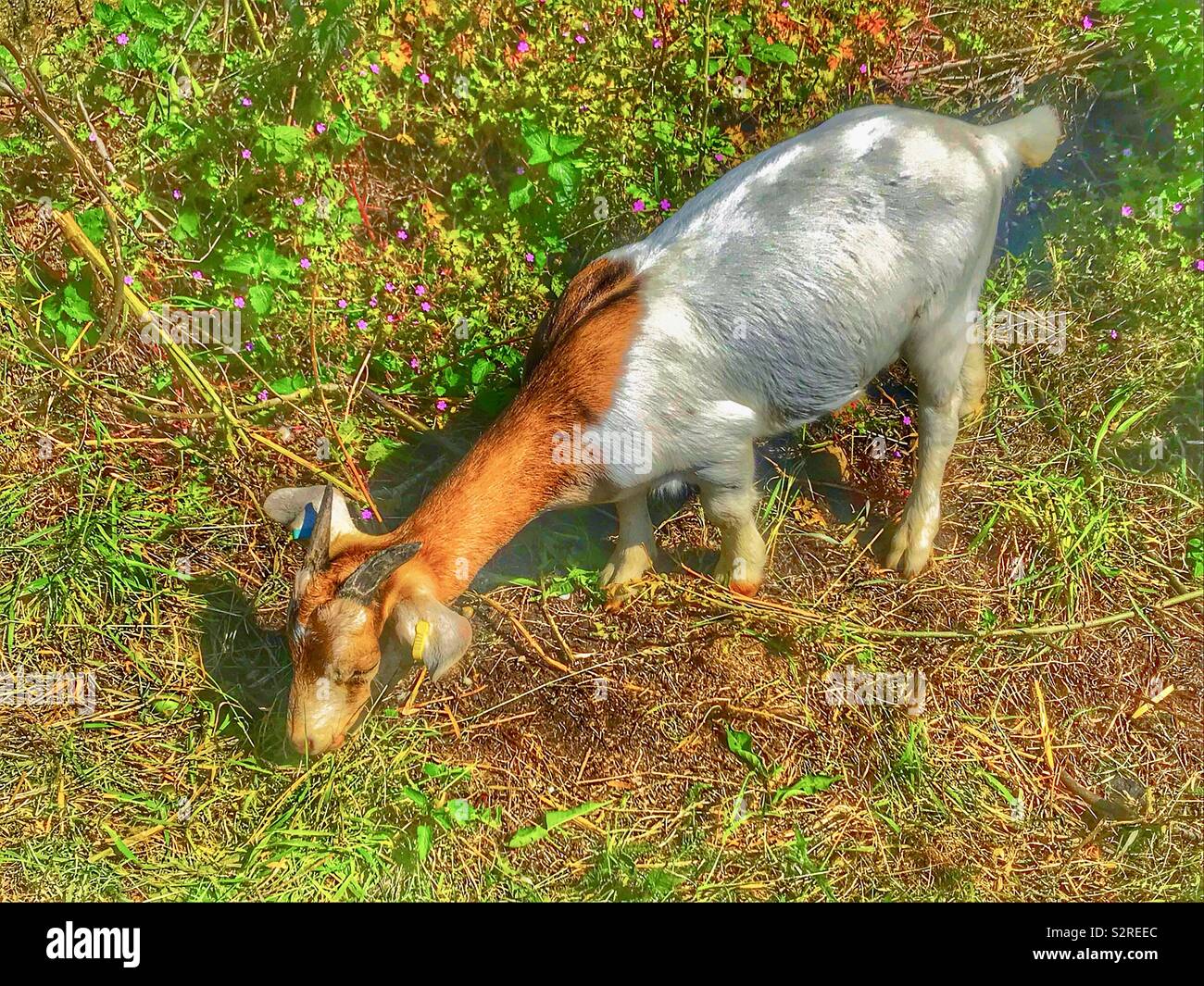 Purdown Street goats - Smartphone Captured Stock Image