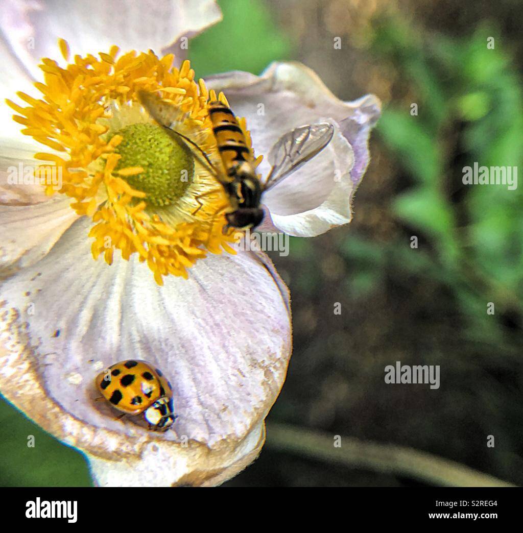Two animals, bug and fly. - Smartphone Captured Stock Image
