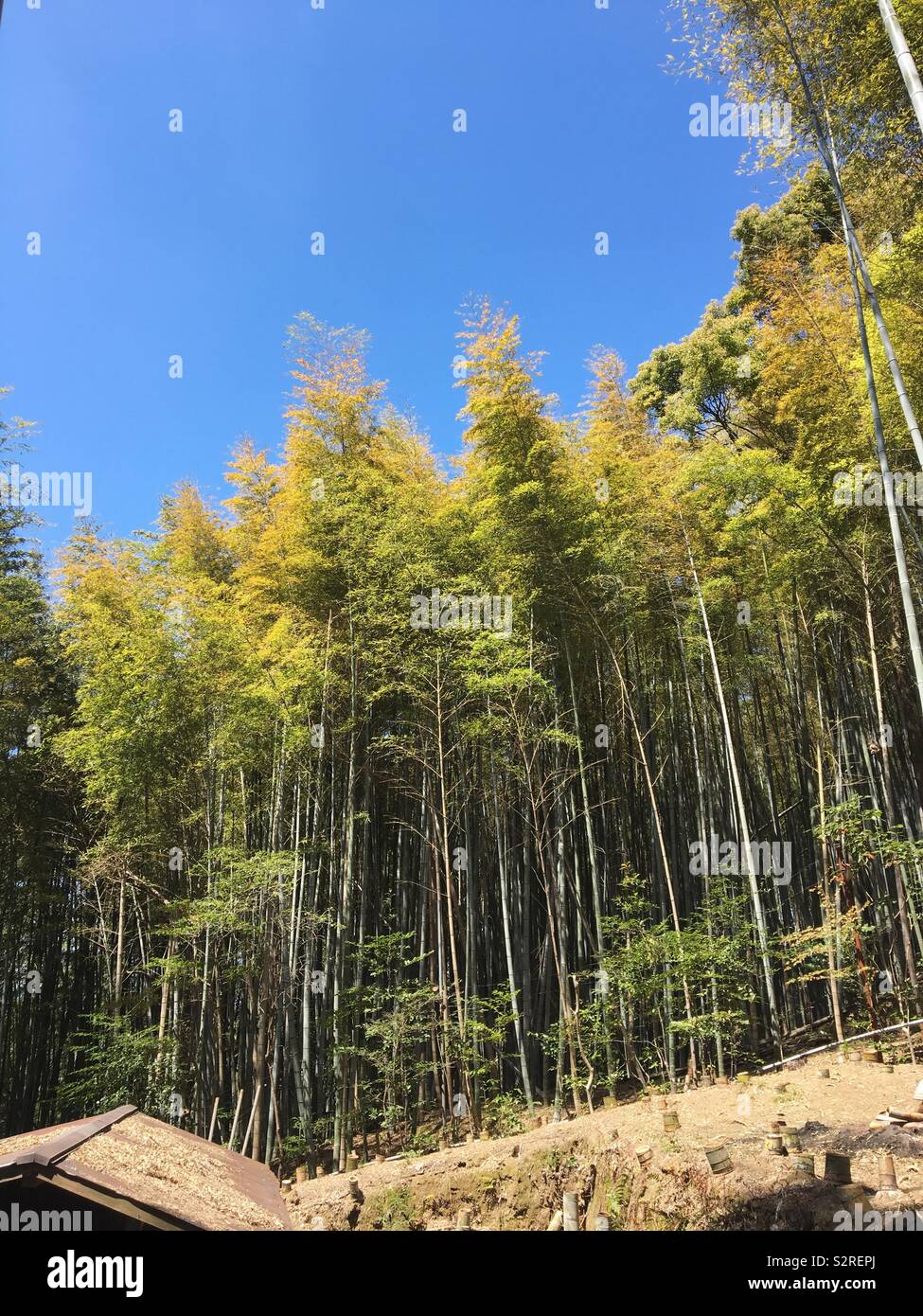 Bamboo forest near Fushimi Inari Shrine, Japan Stock Photo Alamy