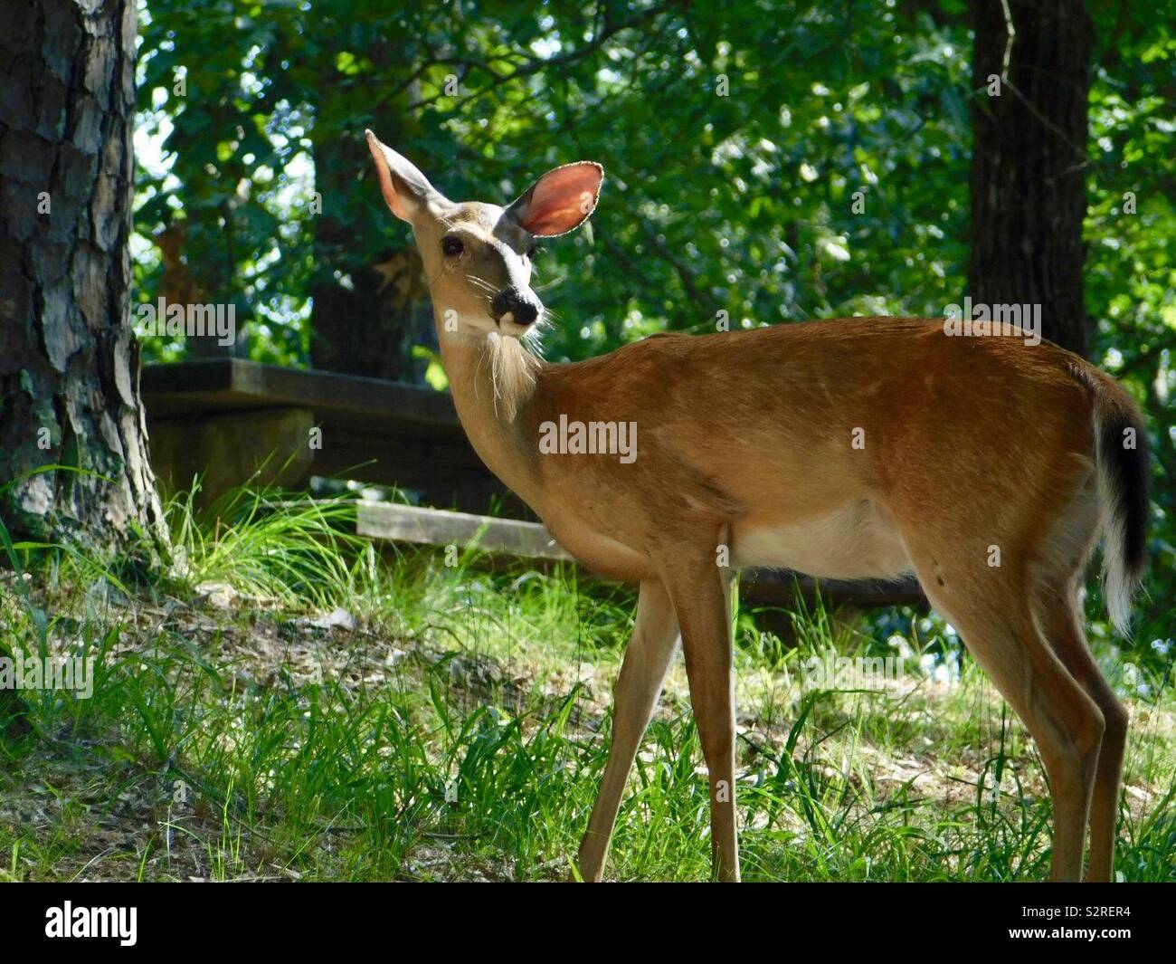 Little deer eating away in the sunshine during the morning. Stock Photo
