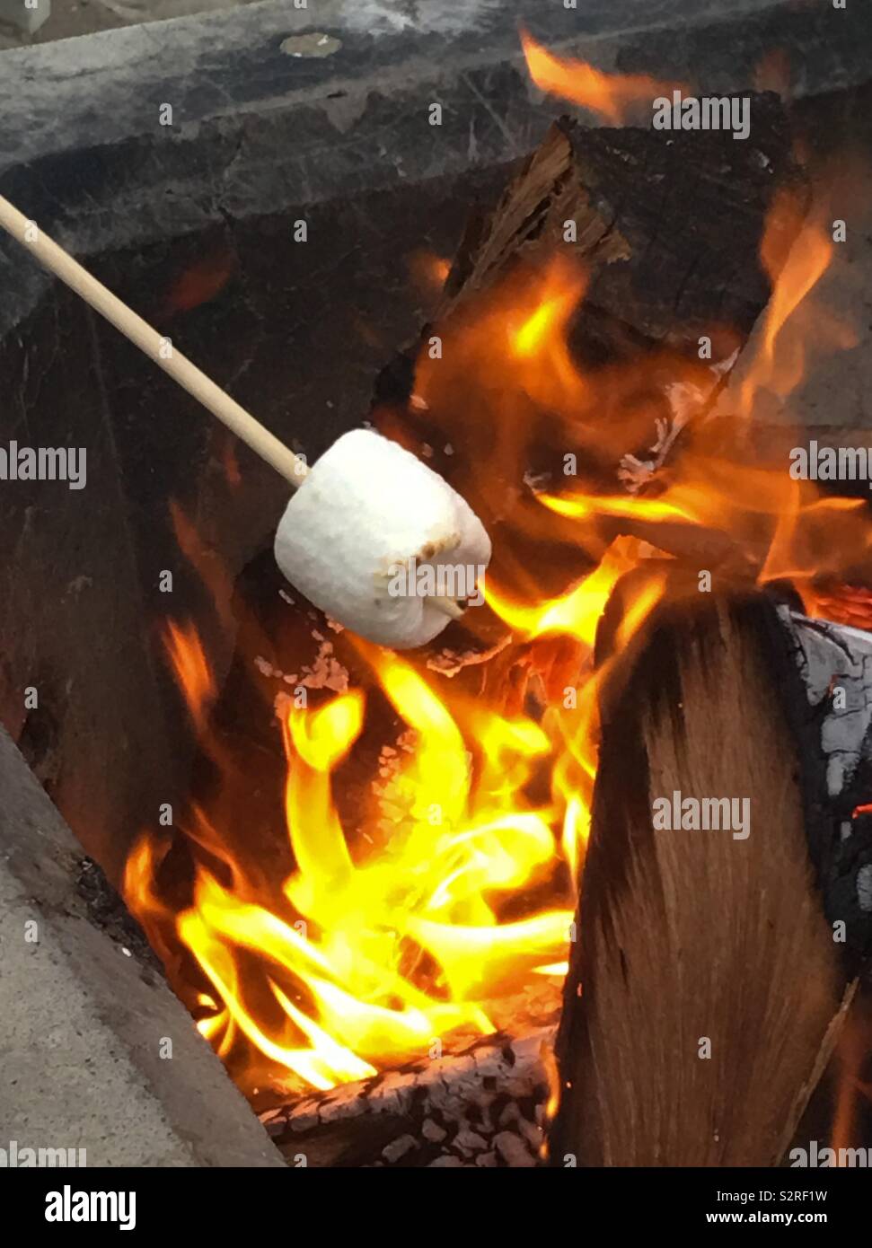 A marshmallow is cooked over an open campfire to make a smore Stock Photo Alamy