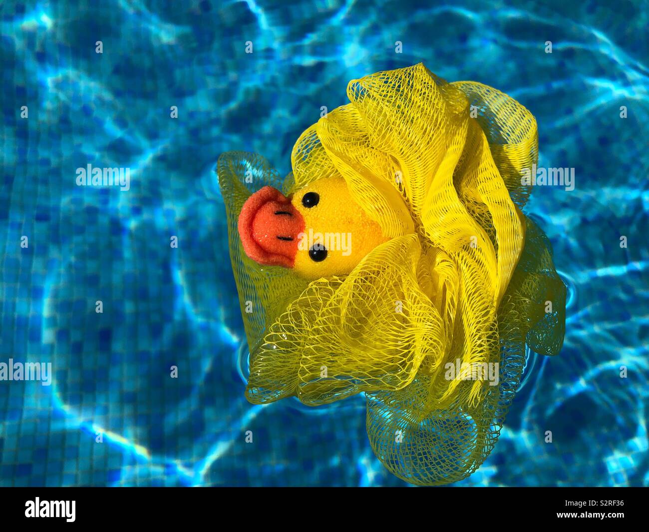Toy duck, floating in swimming pool Stock Photo