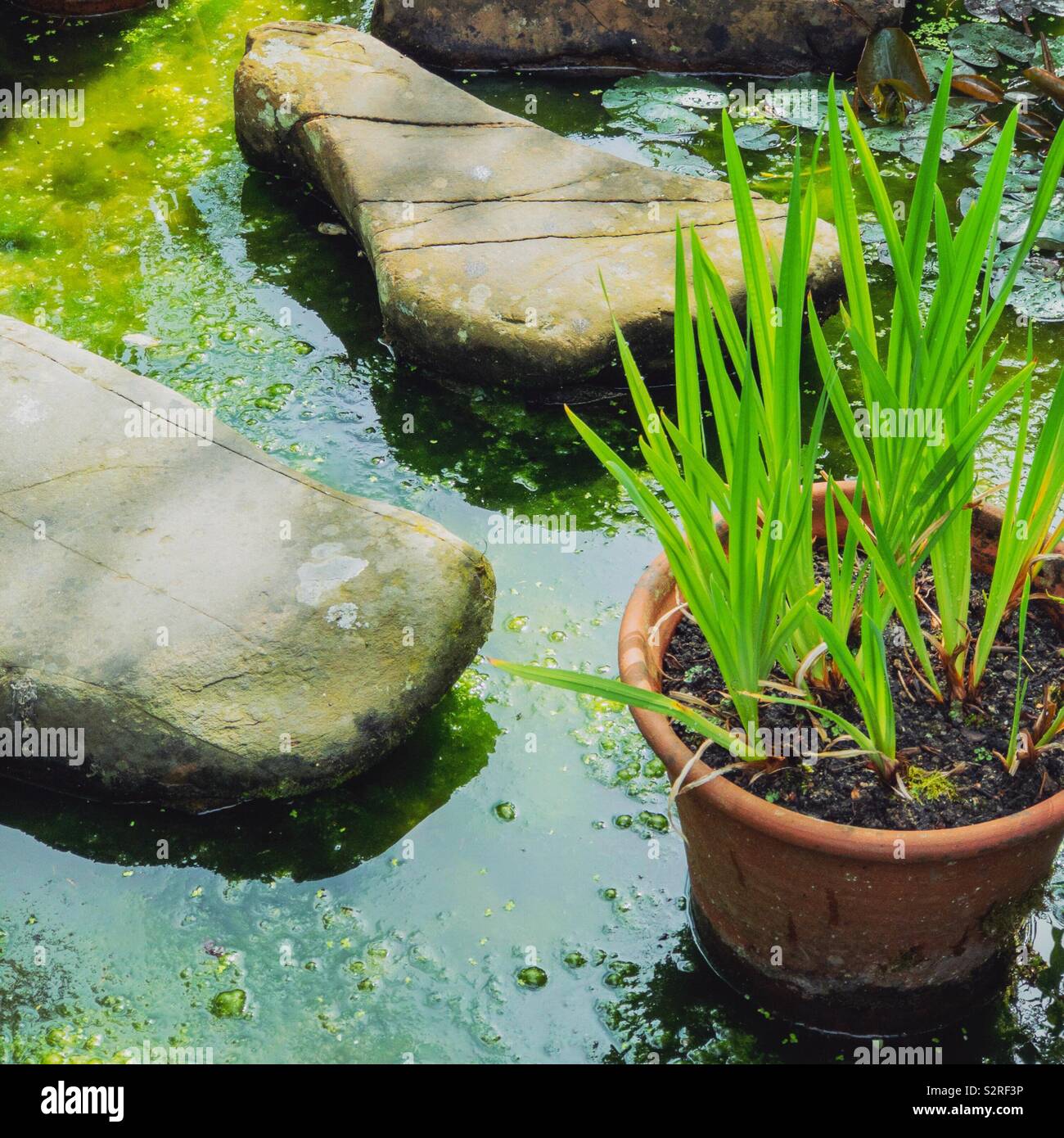 Irises in a clay pot in a garden pond with stepping stones. Stock Photo
