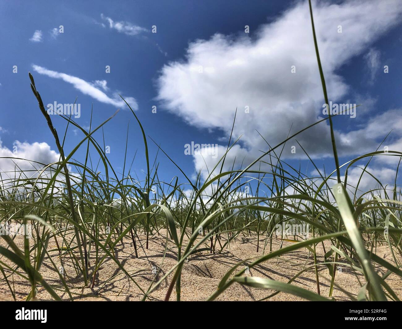 Grass on the sand dunes at Ross Back Sands Northumberland - Smartphone Captured Stock Image