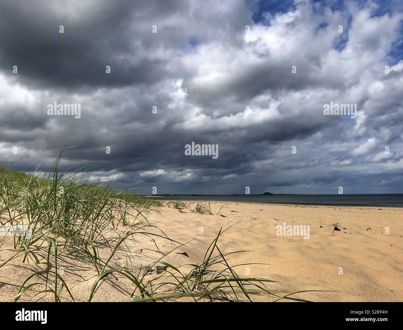 Grass on the sand dunes at Ross Back Sands Northumberland with Lindisfarne in the distance - Smartphone Captured Stock Image