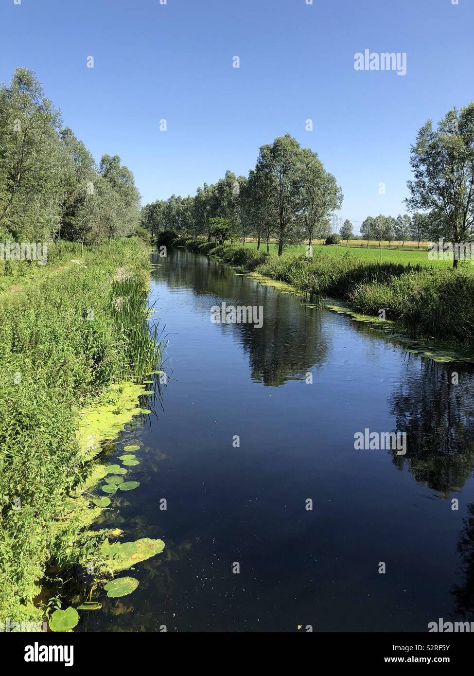 River Chelmer on a summers day Stock Photo Alamy