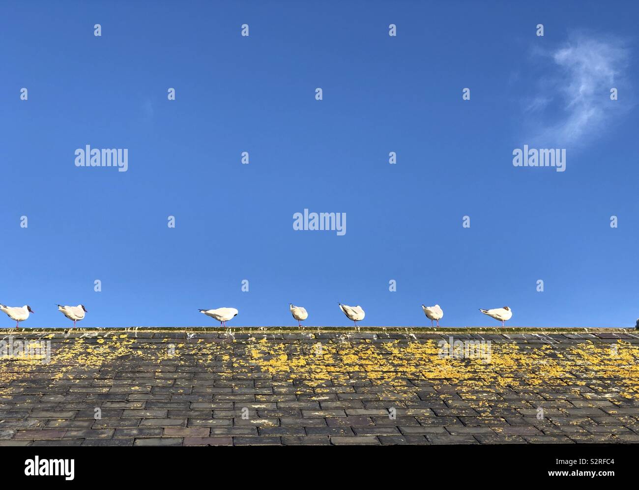 7 gulls perched on a rooftop with blue sky and a wisp of cloud - Smartphone Captured Stock Image