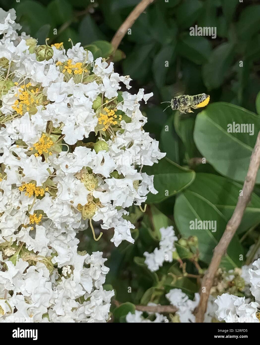 White crepe myrtle bloom with bee flying to the bloom - Smartphone Captured Stock Image