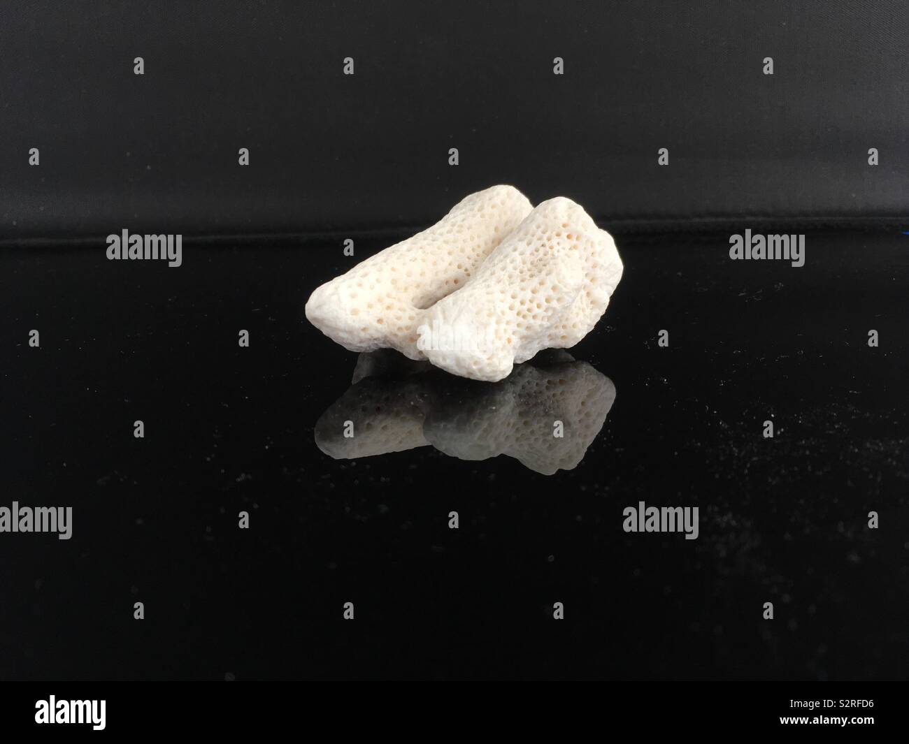 Coral skeleton on black reflective surface - Smartphone Captured Stock Image