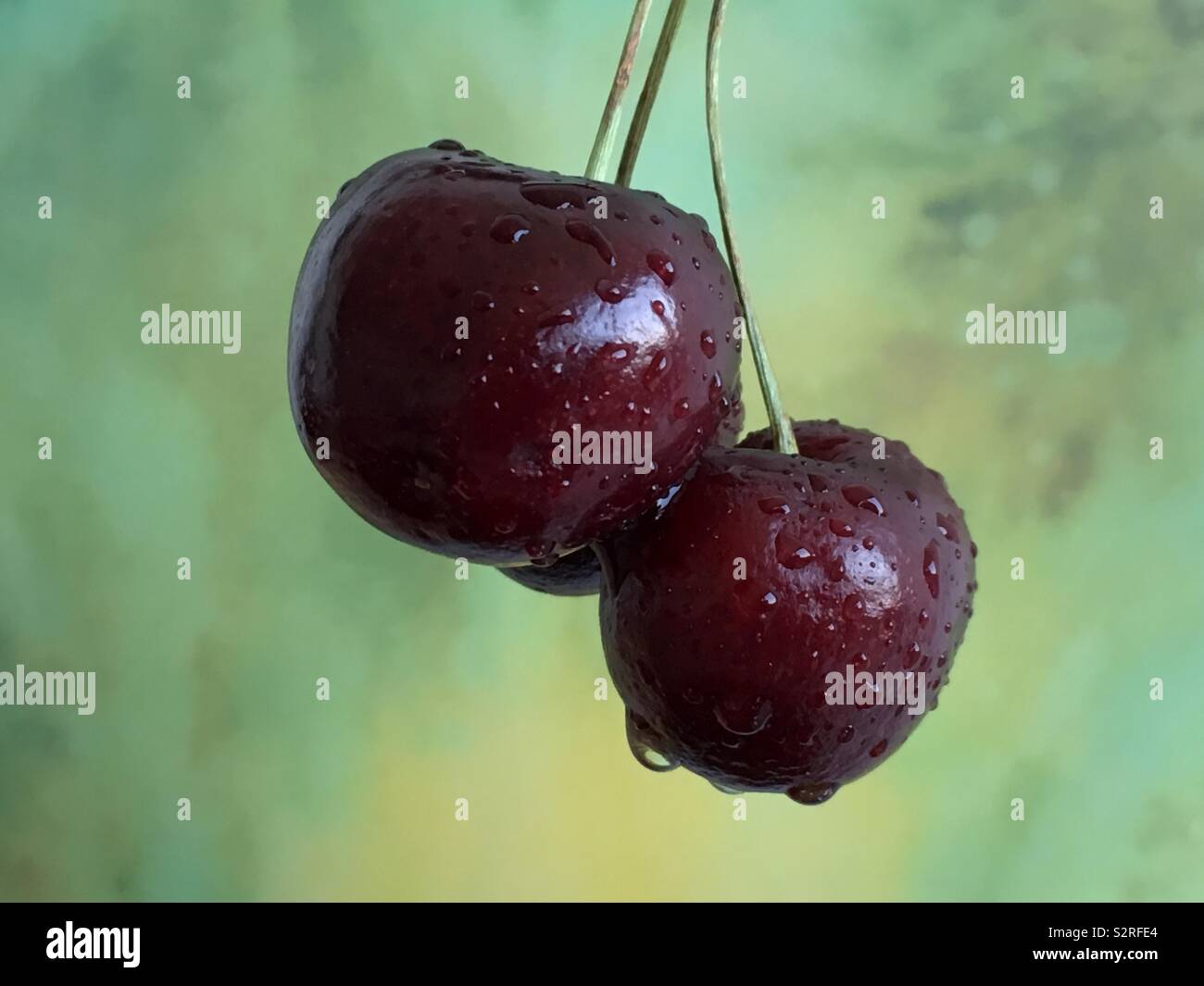 Ripe hanging cherries with water drops against green background - Smartphone Captured Stock Image