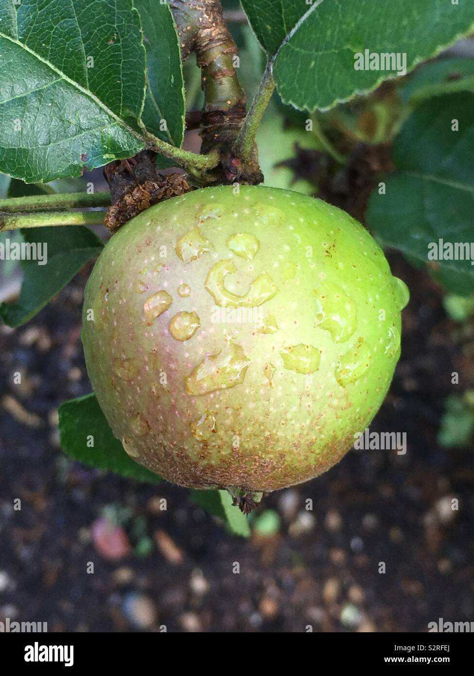 A glistening cider apple covered in water drops - Smartphone Captured Stock Image