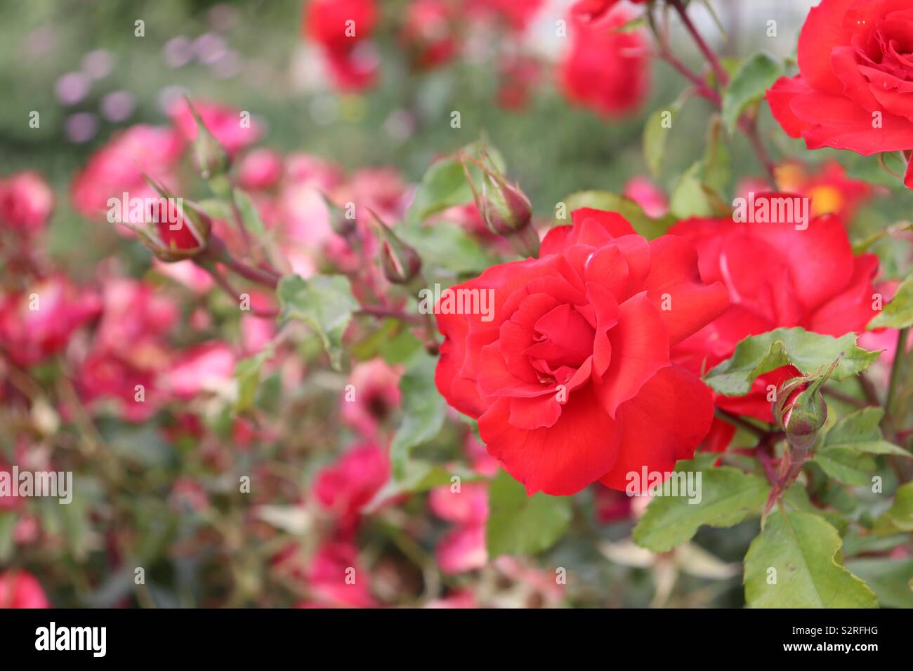 Closeup image of red rose in full bloom Stock Photo