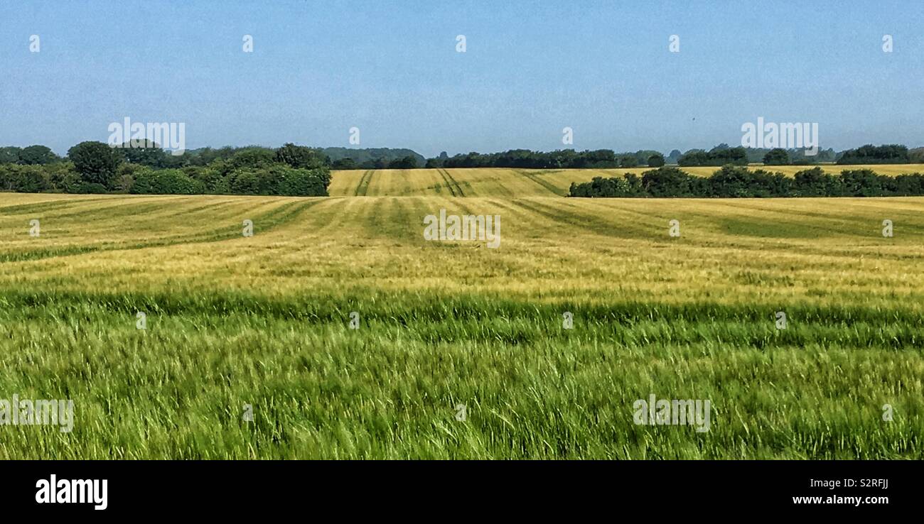Rolling plains. Natural rolling fields depicting a wave like country scene. England.UK Stock Photo