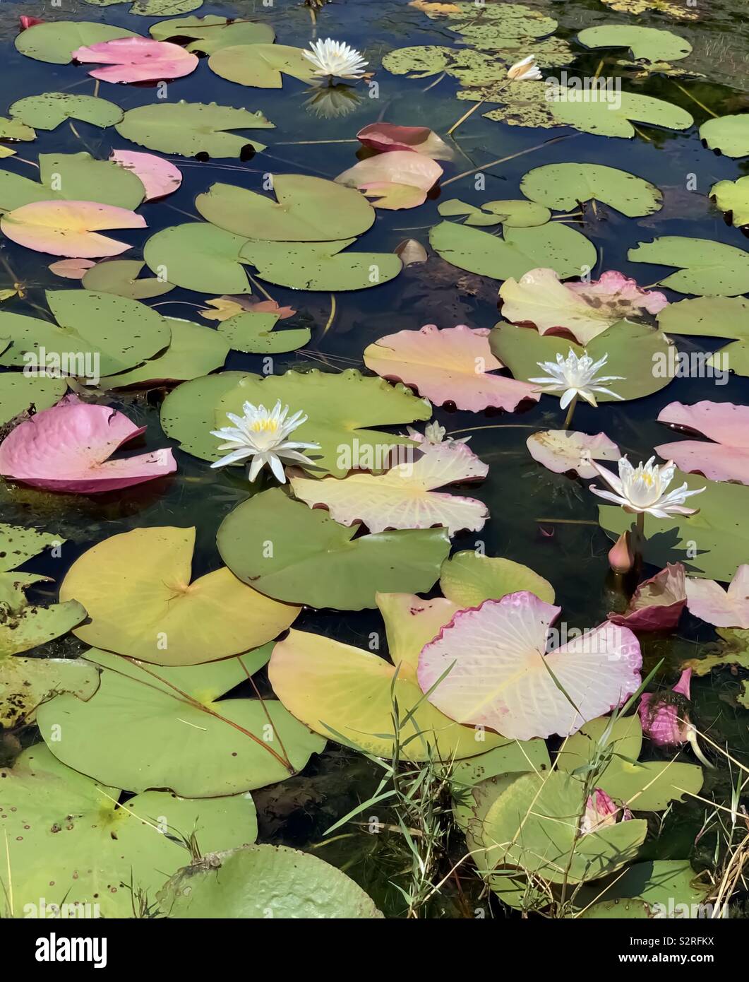 Large area of lotus flowers with white blooms and green and pink pads on water - Smartphone Captured Stock Image