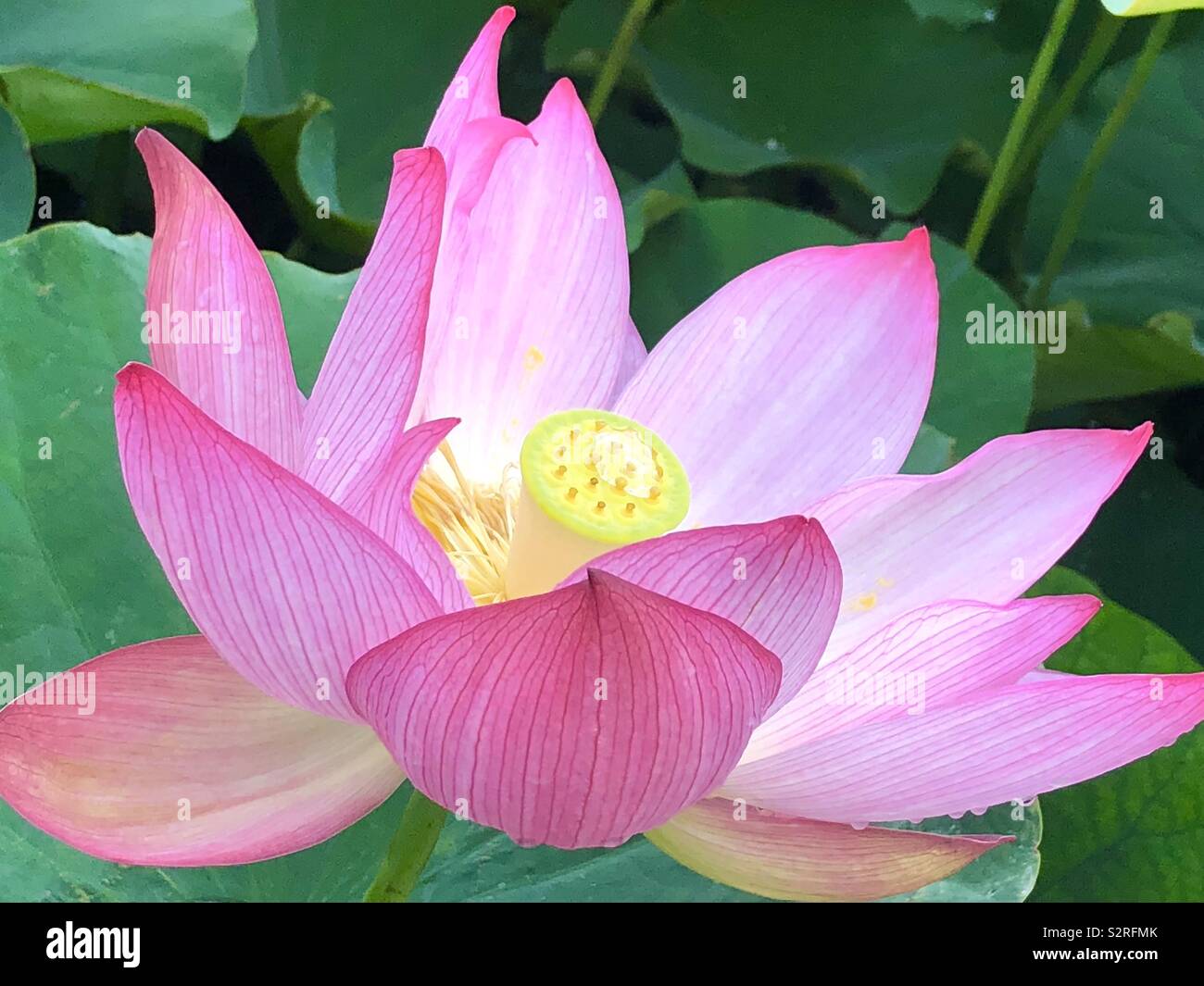 A lotus flower in Tokyo, Japan Stock Photo Alamy