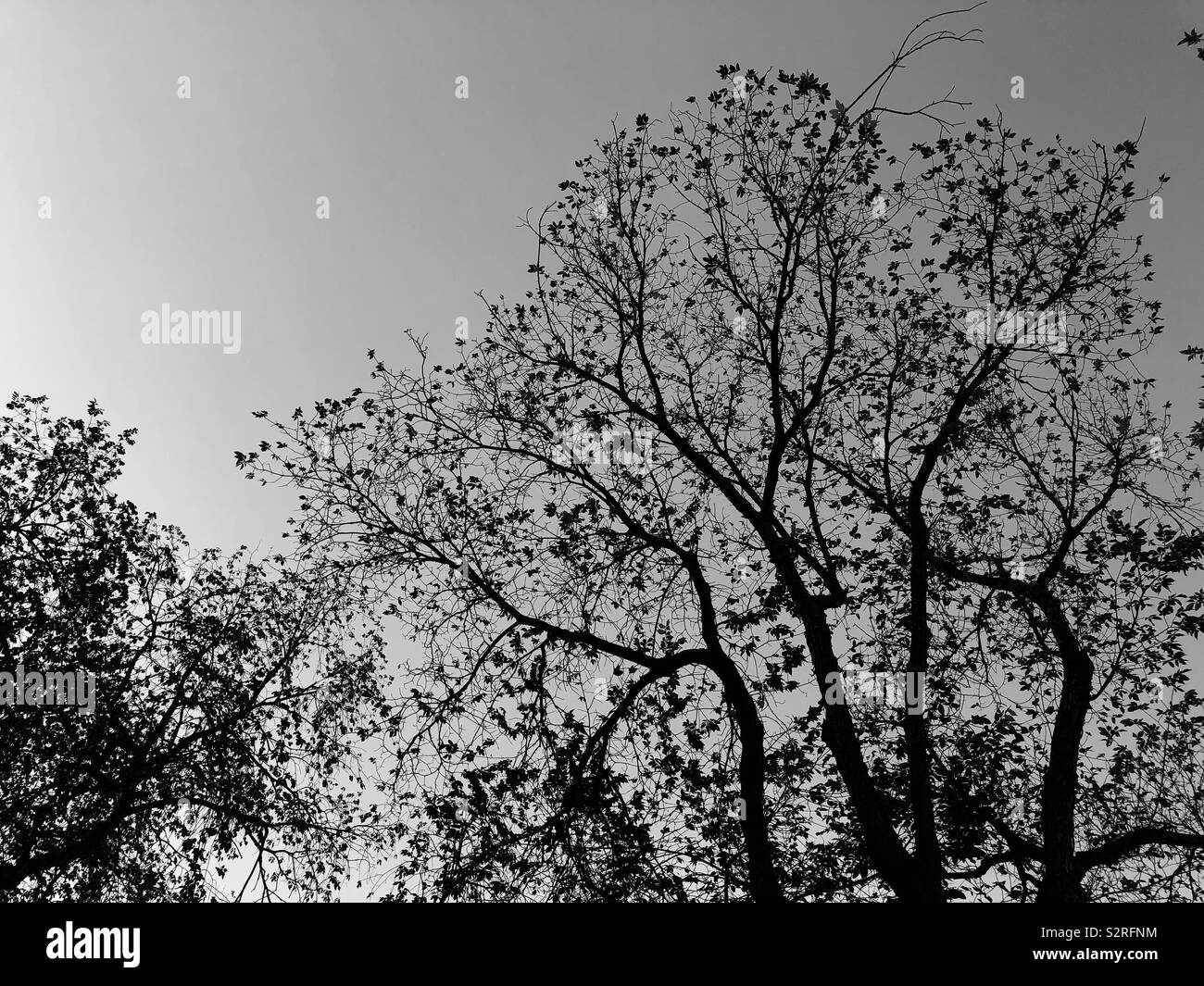 Tree branches in silhouette Stock Photo