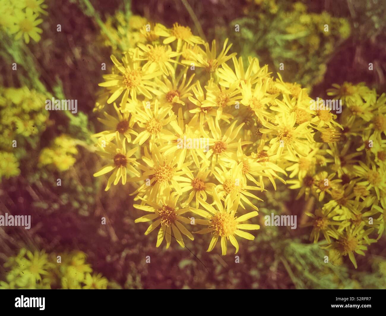 Ragwort, a common wild flower. - Smartphone Captured Stock Image