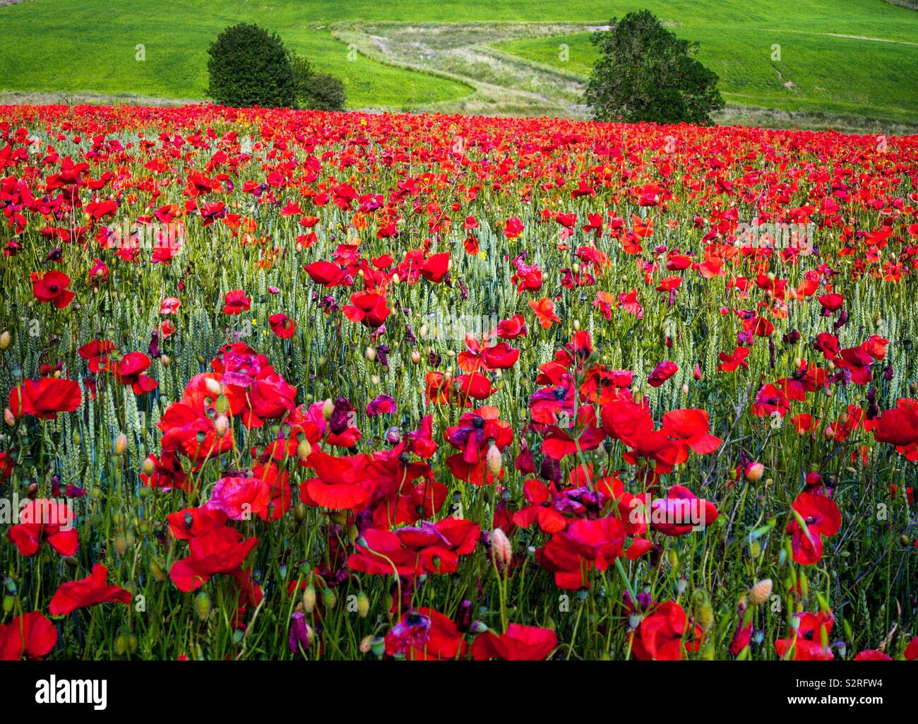 Field of poppies in the Peak District National Park Derbyshire England UK - Smartphone Captured Stock Image