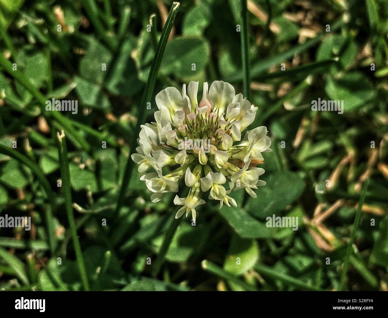 Trifolium repens, the white clover, Dutch clover, Ladino clover, and Ladino in full bloom on a lawn with regular grass. - Smartphone Captured Stock Image