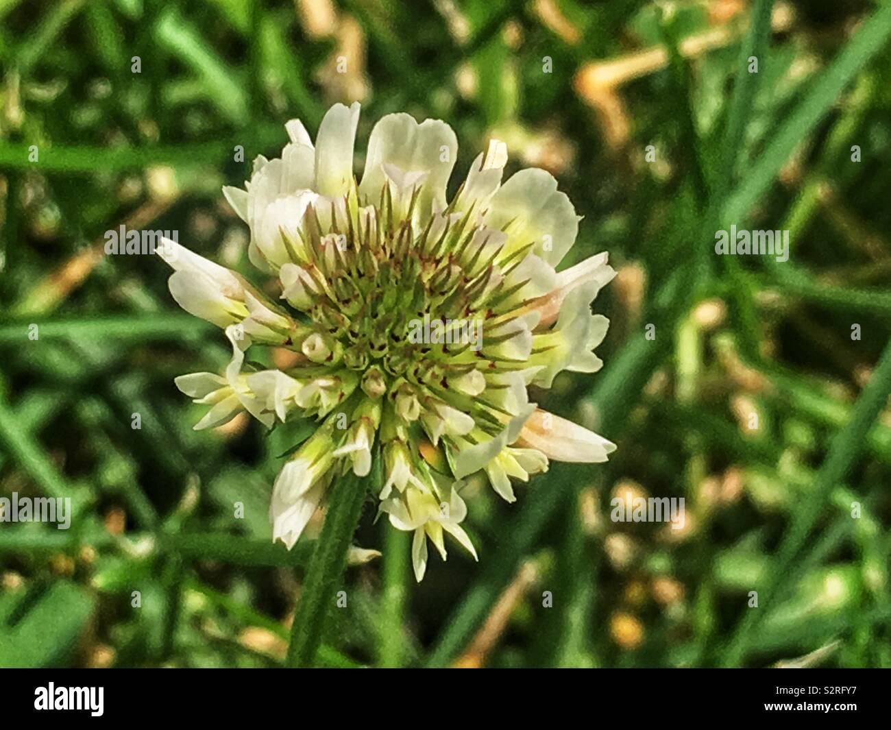 Trifolium repens, the white clover, Dutch clover, Ladino clover, and Ladino in full bloom on a lawn with regular grass. - Smartphone Captured Stock Image
