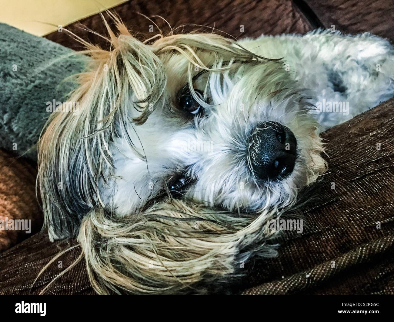 A dog lays on a couch and looks into the camera Stock Photo Alamy