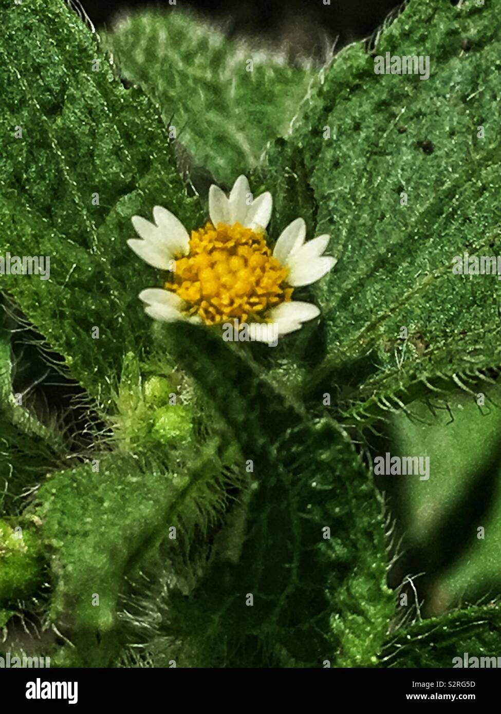 Super tiny wild dwarf creeping daisy, Chrysanthemum paludosum, c. Paludosum, wildflower in full bloom with white petals and yellow center. Stock Photo