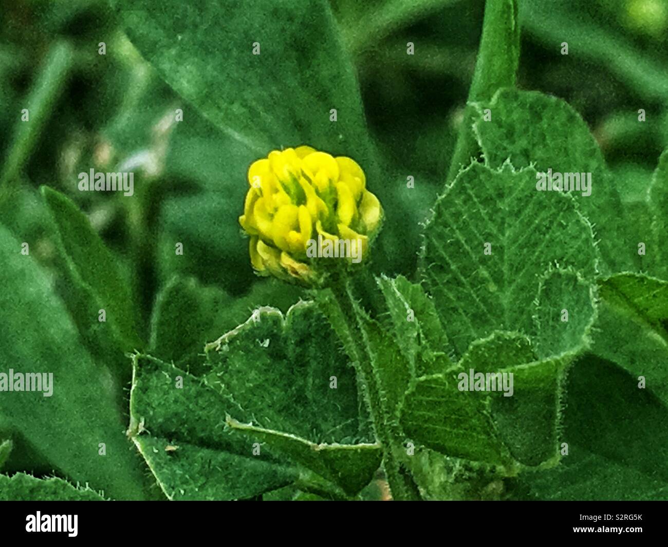 Invasive dwarf yellow flower, Medicago lupulina, Black Medic, Black Hay, Hop Clover, Hop Medic, Yellow Trefoil. Stock Photo