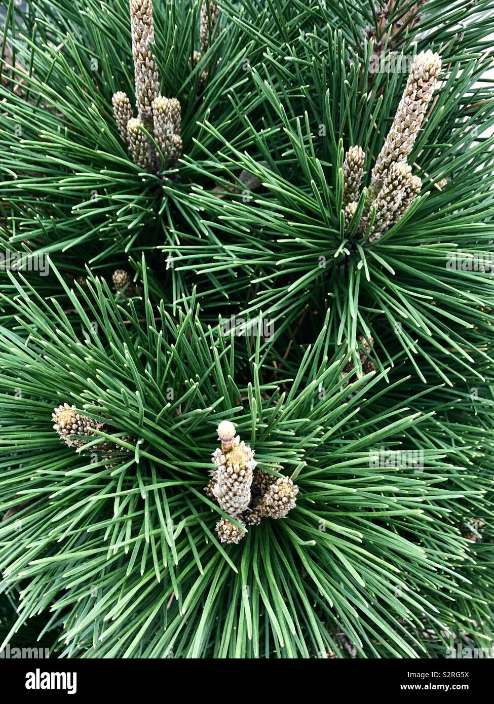Blackjack Pine Tree High Resolution Stock Photography and Images Alamy
