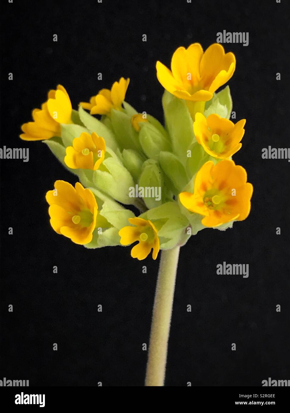 Cowslip on a black background. - Smartphone Captured Stock Image