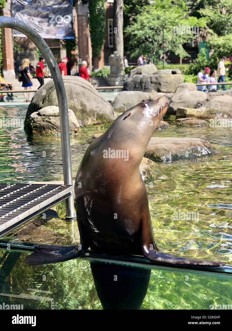 A seal lion posing in the summers sun Central Park zoo Stock Photo
