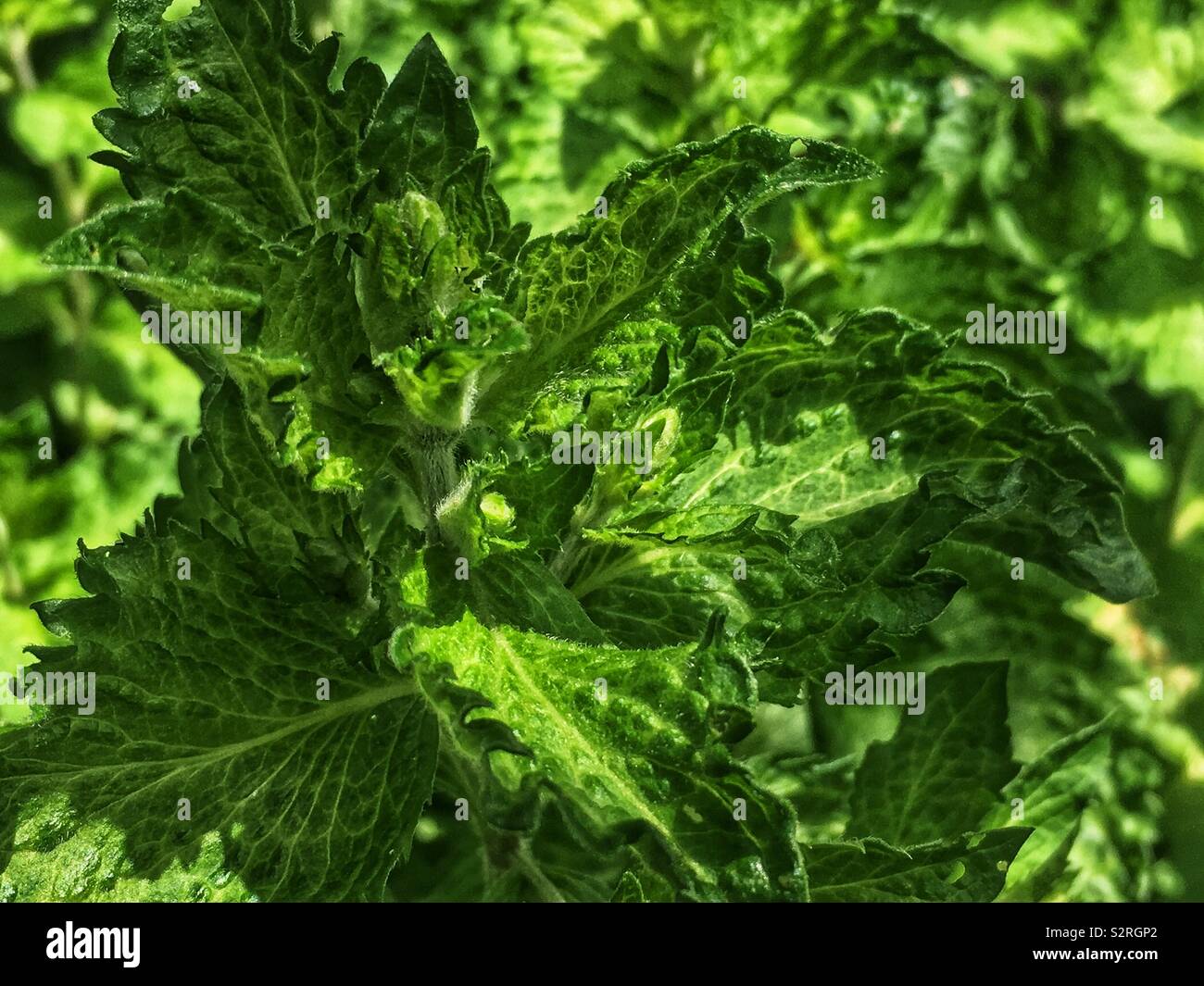 Fresh mint, mentha, growing in the summer backyard garden. - Smartphone Captured Stock Image