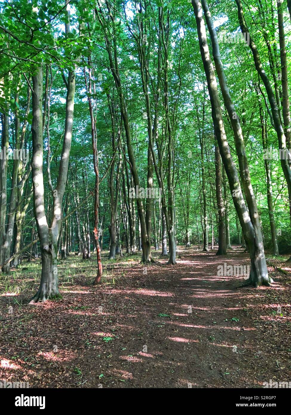 Upper barn & Crowdhill Copses inBishopstoke, Hampshire, England - Smartphone Captured Stock Image