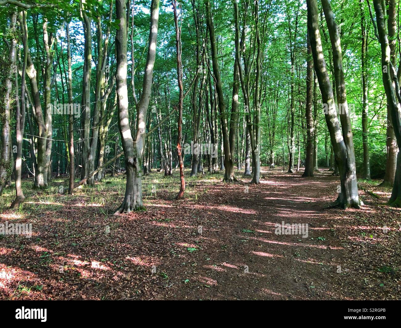 Upper barn & Crowdhill Copses inBishopstoke, Hampshire, England - Smartphone Captured Stock Image