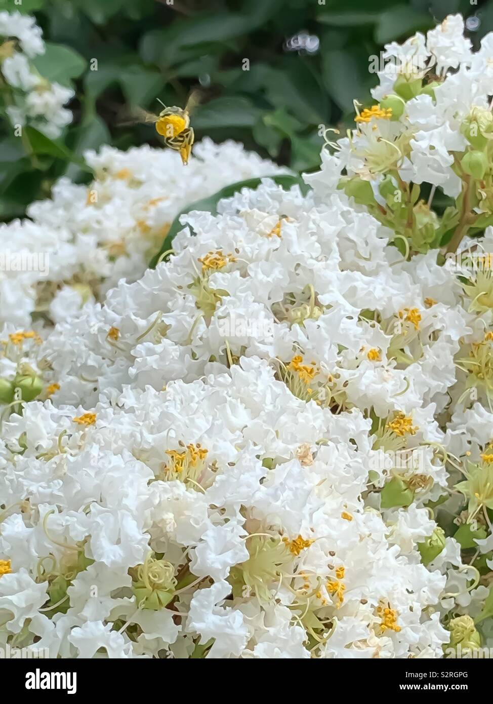 Closeup of bee with pollen on it flying into a large white crepe myrtle bloom - Smartphone Captured Stock Image