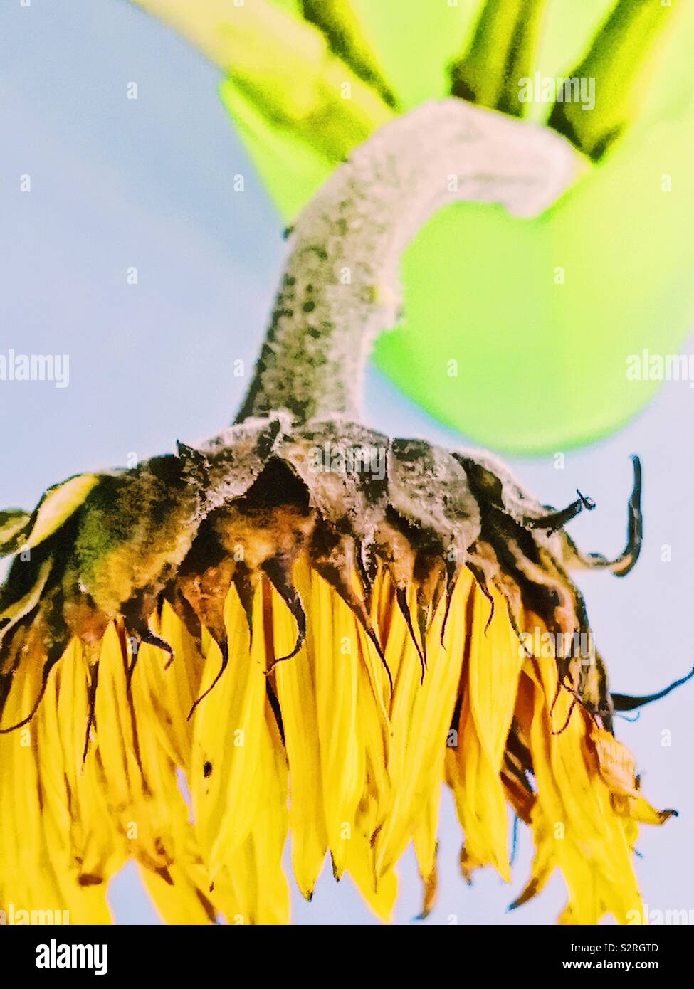 High angle shot of wilting sunflower in green vase - Smartphone Captured Stock Image