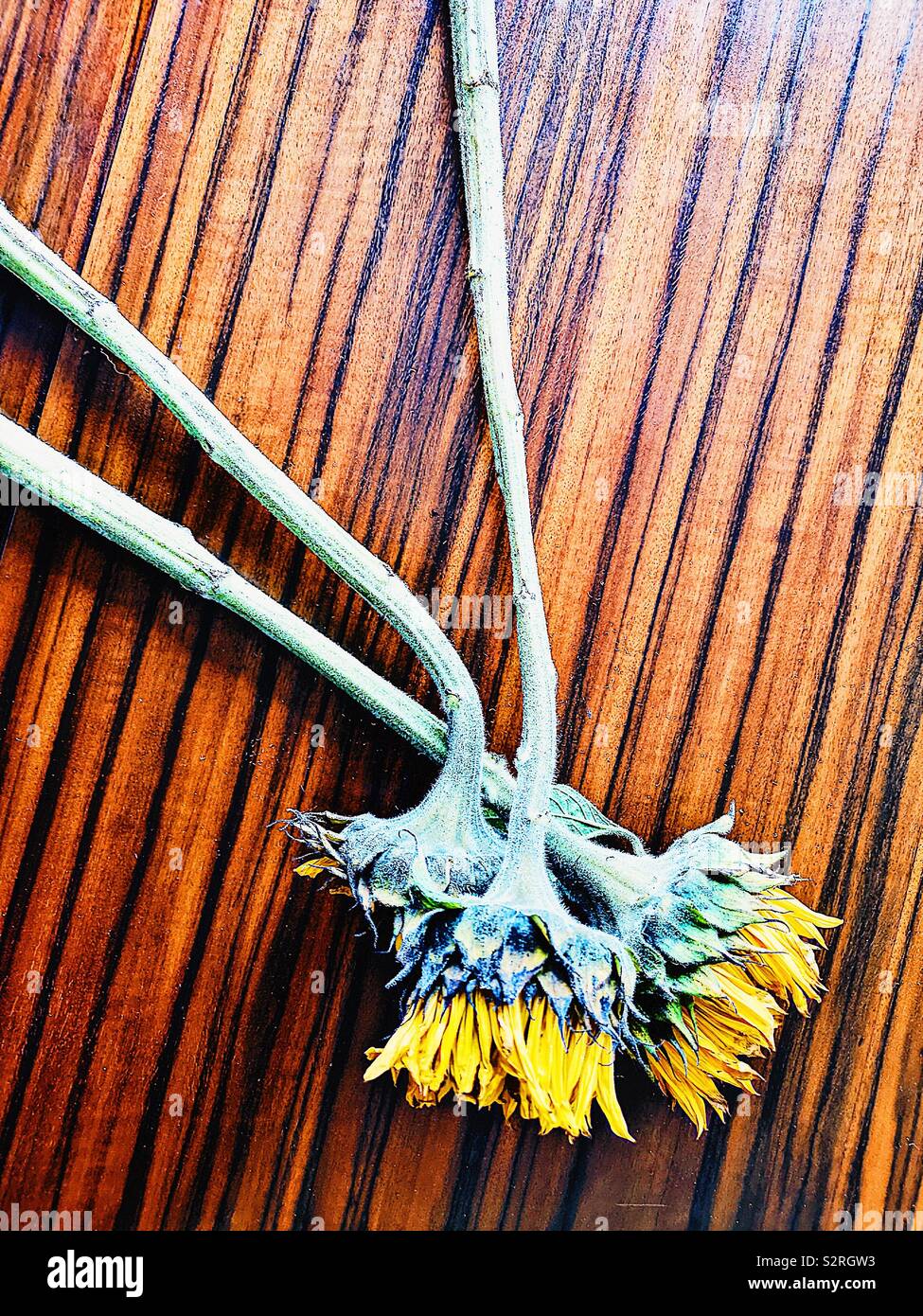 Three Sunflowers on designer 1970’s table - Smartphone Captured Stock Image