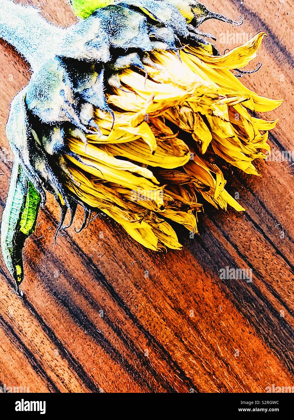 Wilting Sunflower head on elegant table Stock Photo