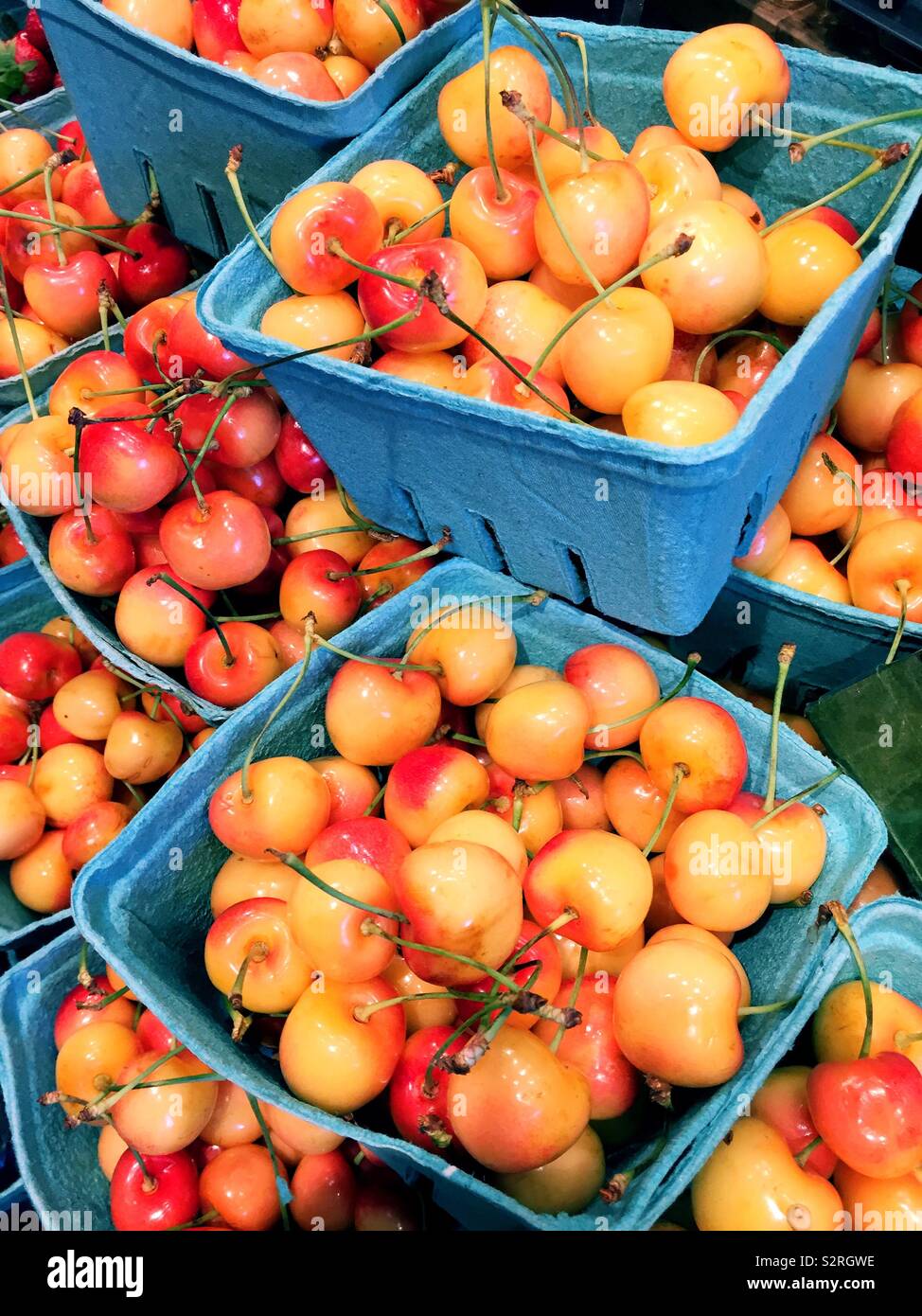 Rainier Cherries for sale at a farmers market, USA - Smartphone Captured Stock Image