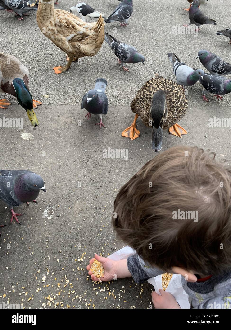 Feeding the ducks Stock Photo - Alamy