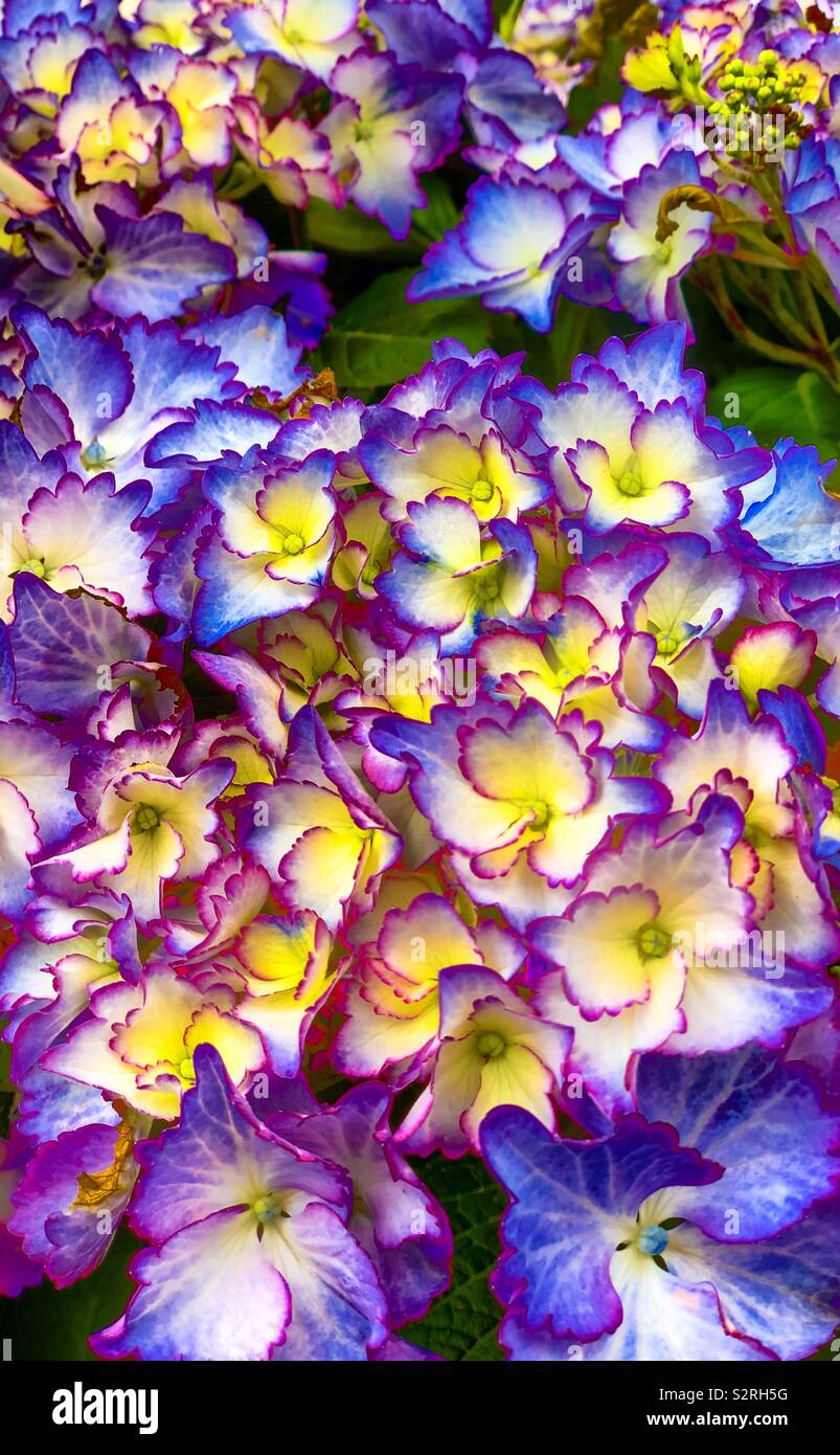 Close up of a multicolored hydrangea flower - Smartphone Captured Stock Image